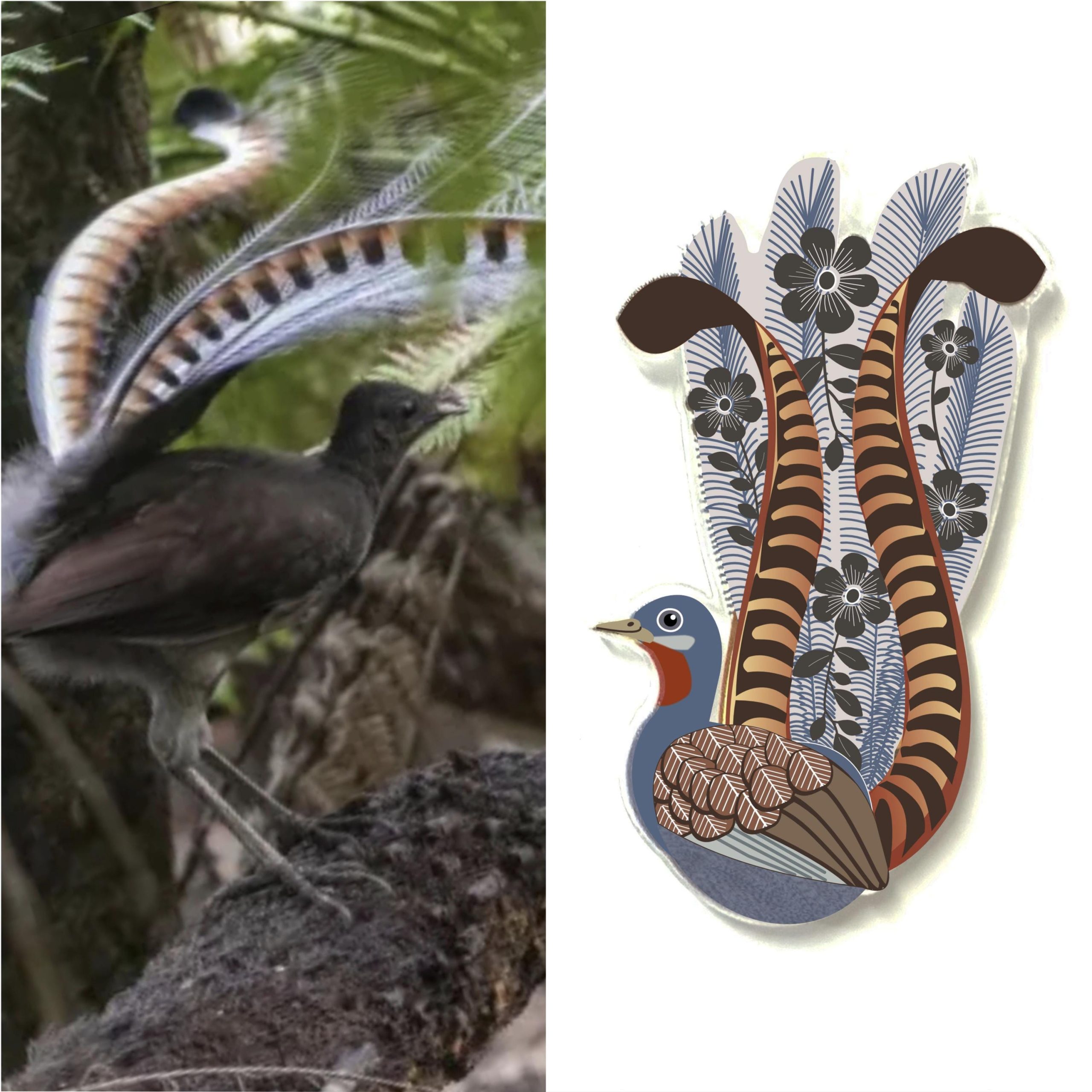 Superb Lyrebird Pin, Recycled Plastic, Australian Native Bird Art, Made in Australia, Souvenir - Image 2